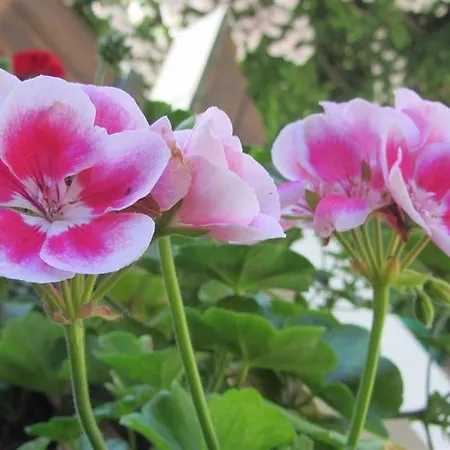 Bed and breakfast Haus Hager