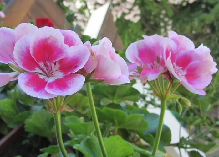 Bed & Breakfast Haus Hager